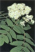 Seite 65 OL Sorbus aucuparia (Bild: O. Angerer)
