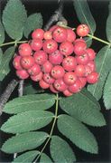 Seite 65 OR Sorbus aucuparia (Bild: O. Angerer)