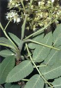 Seite 65 UL S. auc. subsp. aucuparia, behaart (Bild: O. Angerer)