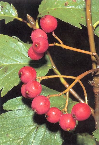 Datei:Meyer et al Sorbus 109 OR S. pulchra (O. Angerer).jpg