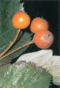 Seite 130 Unten S. latifolia (Bild: O. Angerer)