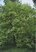 Seite 145 OL S. cordigastensis (Bild: O. Angerer)
