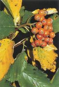 Seite 174 Rechts S. fischeri (Bild: O. Angerer)