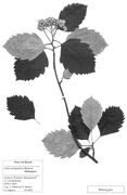 Seite 185 S. herbipolitana