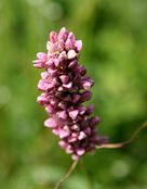 Miedzno Polygonum bistorta 01.07.10 p.jpg