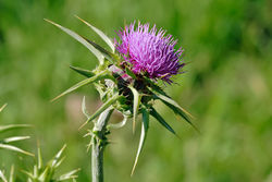 alt=Description de l'image Milk thistle flowerhead.jpg.