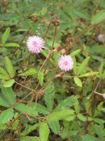 Mimosa pudicaRHu.JPG