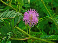 Mimosa pudica 004.JPG