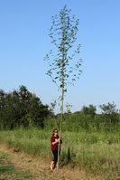 Mims Giant Ragweed 09052010 WITH BYLINE IMG 0829.JPG