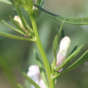 Die Blüte streckt sich. (Bild: W. Wohlers)