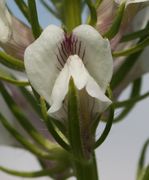 Die Blüte ist spiegelsymmetrisch mit großer Ober- und Unterlippe. (Bild: W. Wohlers, JKI)