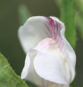 Kurze Drüsenhaare auf der Oberlippe. (Bild: W. Wohlers)