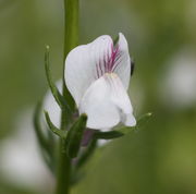 Blüte mit aufgebogener Oberlippe. Die Blüten können weiß oder rosa sein. (Bild: W. Wohlers, JKI)