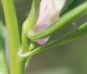 Zwischen Tragblatt und Blüte entwickelt sich eine Knospe. (Bild: W. Wohlers)