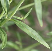 Dies mittlere Blatt misst immerhin noch 8 cm. (Bild: W. Wohlers, JKI)