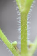 Bei jungen Trieben sind die Stängel allerdings dicht mit Haaren besetzt, die auffallen. (Bild: W. Wohlers)