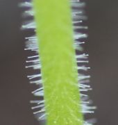 Die Haare sind ca 0,5 mm lang mit einem kleinen drüsigen Kopf. (Bild: W. Wohlers)