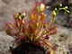 Drosera intermedia