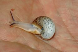 Kartäuserschnecke: Bild 2 Kategorie FEHLT! - Fritz Geller-Grimm, CC BY-SA 2.5