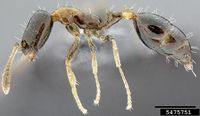 Monomorium floricola IPM5475751.jpg