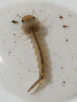 Mückenlarven (Nematocera):