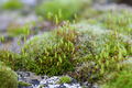 Mosses on a tombstone.jpg