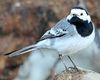 Pied Wagtail (Motacilla alba)