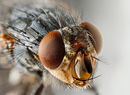 Musca domestica Portrait.jpg