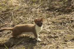 Hermelin im Sommerpelz - Steve Hillebrand, USFWS, CO