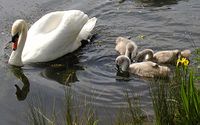 link=Höckerschwan (Cygnus olor)