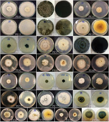 Figure 2. All cultures from this study are grown on PDA at room temperature after 7 days (original codes are written at the bottom of each picture).