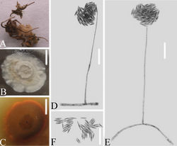 Figure 5. Simplicillium formicidaeA isolated substrate an infected ant (Hymenoptera) B–C culture plate, showing the front (B) and the reverse (C) of the colony, cultured on PDA medium D, E phialides solitary, conidia adhering globose slimy head and conidia F conidia. Scale bars: 10 mm (B, C), 10μm (D, E, F).