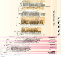 Figure 1. Phylogenetic tree of ML analysis from the ITS1-5.8S-ITS2-nrLSU sequences of Peniophoraceae taxa. Branches are labelled with likelihood bootstrap values (≥ 50%, first) and Bayesian posterior probabilities (≥ 0.95, second). New species are set in bold and highlighted.