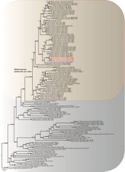 Figure 1. Phylogenetic tree of Ophiocordyceps and related genera, based on the concatenation of LSU, SSU, TEF1α, RPB1 and RPB2 sequence data. The tree was generated from an alignment of 4,827 sites and 143 taxa (38 within O. unilateralis). The phylogeny was inferred using the IQ-tree. Values at the nodes represent IQ-tree bootstrap proportions (on the left) and posterior probabilities (on the right). All values were shown at the nodes. The scale bar 0.02 indicates the number of expected mutations per site. The two new species were indicated in blue and red font within O. unilateralis core clade. Two species (T. inflatum OSC 71235 and T. ophioglossoides CBS 100239) in Tolypocladium were used as the outgroup taxa.