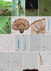 Figure 3. Ophiocordyceps tortuosaa–d infected Colobopsis sp. biting into a leaf of Lauraceae Juss e the three ascomata produced from the stroma f, g cross-section of ascomata showing the perithecial arrangement h, i asci j, k ascospores l, m ascospore with capilliconidiophores n capilliconidium o–q phialides r conidia. Scale bars: 4000 µm (a, b); 3000 µm (c, d); 2000 µm (e); 200 µm (f); 100 µm (g); 20 µm (h, i); 10 µm (j, k); 20 µm (l, m); 10 µm (n); 20 µm (o–r).