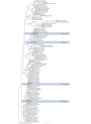 Figure 1. Phylogram of Apiospora, based on combined ITS, LSU, tef1 and tub2 genes. ML bootstrap support values (≥ 50%) and Bayesian posterior probability (≥ 0.90) are shown as first and second position above nodes, respectively. Strains from this study are shown in blue boxes, ex-type or ex-epitype cultures are indicated in bold face. Some branches were shortened according to the indicated mulipliers.