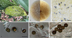 Figure 2. Apiospora arundinis (CFCC 58977) A leaf of host plant B colony on PDA C conidiomata formed in culture D, E conidiogenous cells giving rise to conidia F conidia. Scale bars: 1000 µm (C); 10 µm (D–F).