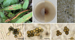 Figure 4. Apiospora lophatheri (CFCC 58975, ex-holotype culture) A leaf of host plant B colony on PDA C conidiomata formed in culture D conidiogenous cells giving rise to conidia E, F conidia. Scale bars: 1000 µm (C); 10 µm (D–F).