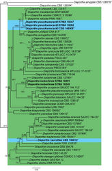 Figure 3. Maximum Likelihood phylogram obtained (lLn = -10678.2613) from the combined ITS, cal, his3, tef1 and tub2 sequences of our strain and related Diaporthe spp. Diaporthe amygdali CBS 126679T and D. eres CBS 138594T were used as outgroup. Bootstrap support values ≥ 70/Bayesian posterior probability scores ≥ 0.95 are indicated along branches. Branch lengths are proportional to distance. Novelties and emended taxa are indicated in bold. Type material of the different species is indicated with T. Figure legend refers to nucleotide substitutions per site.