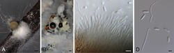 Figure 4. Diaporthe brideliae (ex-type strain CBS 148911) A conidioma in PNAB conidiomata in OAC conidiophores and conidia D alpha and beta conidia. Scale bars: 100 μm (A); 500 μm (B); 5 μm (C, D).