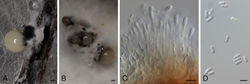 Figure 5. Diaporthe cameroonensis (ex-type strain CBS 148913) A conidioma in PNAB conidiomata in OAC conidiophores and conidia D alpha conidia. Scale bars: 100 μm (A); 500 μm (B); 5 μm (C, D).