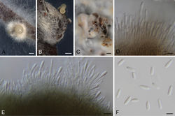 Figure 6. Diaporthe pseudoanacardiiA, B conidioma in PNAC conidiomata in OAD, E conidiophores and conidia F alpha conidia A, C, E, F ex-type strain CBS 148909 B, D STMA 18292. Scale bars: 200 μm (A, B); 1000 μm (C); 5 μm (D–F).