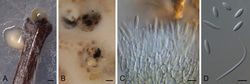 Figure 7. Diaporthe rauvolfiae (ex-type strain CBS 148912) A conidioma in PNAB conidiomata in OAC conidiophores and conidia D alpha, beta and alpha conidia. Scale bars: 200 μm (A); 500 μm (B); 5 μm (C, D).