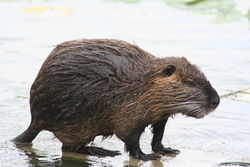 Nutria - Philippe Amelant, CC BY-SA 3.0