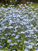 Myosotis arvensis LC0037.jpg