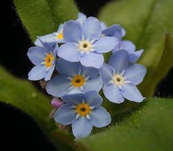 Wald-Vergissmeinnicht: Blüte – Frank Vincentz, CC BY-SA 3.0