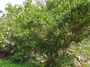 Myrica faya (Jardín Botánico Canario Viera y Clavijo).jpg