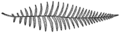 Sumpffarn (Thelypteris palustris)