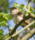 Nachtigall (Luscinia megarhynchos), Foto von J. Dietrich