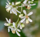 Neem (Azadirachta indica) in Hyderabad W2 IMG 7006.jpg